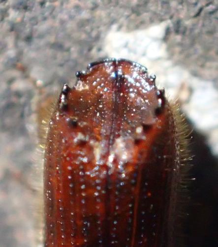 Ips sexdentatus